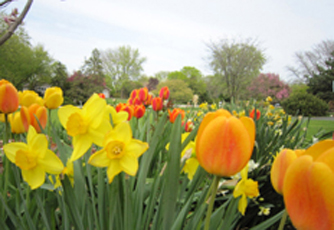 Tulips and Daffodils unfold in spring